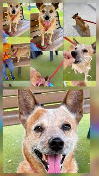 Chili -  Australian Cattle Dog Blue Heeler Dog for Adoption in Lakewood Ranch, Florida - Chili | PetCurious