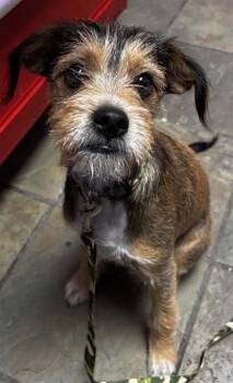61665765 -  Terrier and Mixed Breed Dog for Adoption in El Paso, Texas - 61665765 | PetCurious