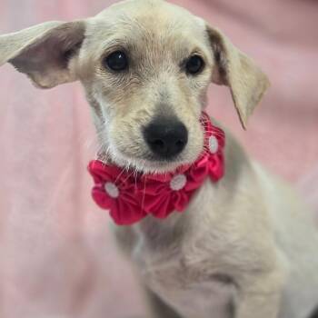 Taylor Swift -  Chihuahua Dog for Adoption in Wiggins, Mississippi - Taylor Swift | PetCurious