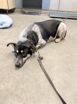 STEVIE -  Australian Cattle Dog Blue Heeler and Mixed Breed Dog for Adoption in Camarillo, California - STEVIE | PetCurious