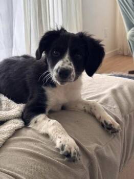 Sakura -  Mixed Breed Dog for Adoption in Montreal, Quebec - Sakura | PetCurious