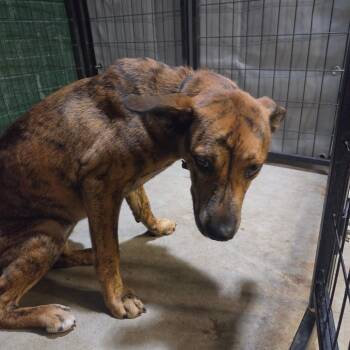 Fall -  Shepherd and Mixed Breed Dog for Adoption in Birmingham, Alabama - Fall | PetCurious