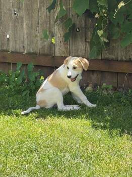Bonfire -  Labrador Retriever and Great Pyrenees Dog for Adoption in Vancouver, Washington - Bonfire | PetCurious