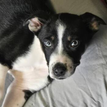 Catahoula Leopard Dog and Mixed Breed Dogs Available for Adoption - Falcon | PetCurious