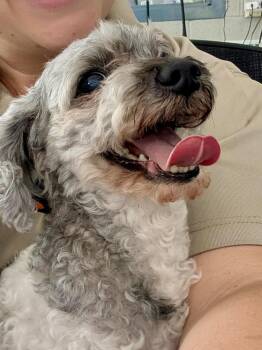 Ruby -  Miniature Poodle Dog for Adoption in Granby, Connecticut - Ruby | PetCurious