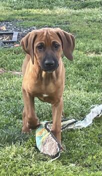 Black Labrador Retriever and Redbone Coonhound Dogs Available for Adoption in Collingswood, New Jersey - Georgia | PetCurious
