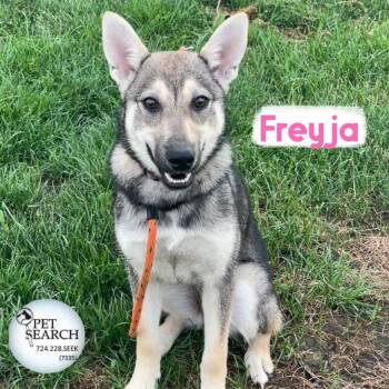 Rescue Shepherd and Norwegian Elkhound Dogs for Adoption in Washington, Pennsylvania - Freyja | PetCurious