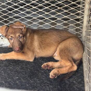 Carlton -  German Shepherd Dog and Mixed Breed Dog for Adoption in Edinburg, Texas - Carlton | PetCurious