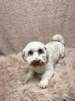 PHOEBE -  Havanese Dog for Adoption in Elyria, Ohio - PHOEBE | PetCurious