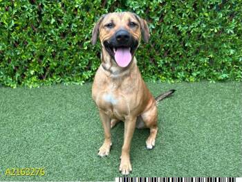 Rescue Mixed Breed Dogs for Adoption in West Palm Beach, Florida - ROYALTY | PetCurious