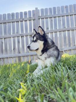Cian -  Siberian Husky and Alaskan Malamute Dog for Adoption in La Motte, Iowa - Cian | PetCurious