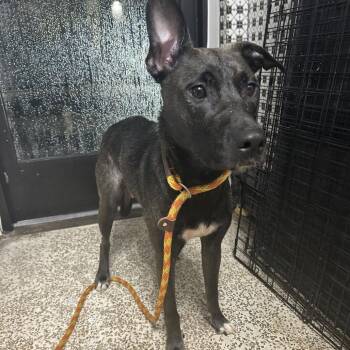 AHNJ-Stray-120716 -  Terrier Dog for Adoption in Newark, New Jersey - AHNJ-Stray-120716 | PetCurious
