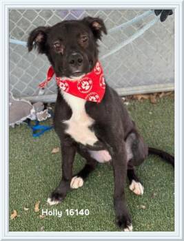 Labrador Retriever and Border Collie Dogs Available for Adoption - HOLLY | PetCurious