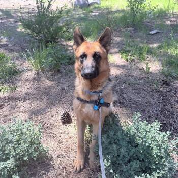Mixed Breed Dogs Available for Adoption in Truckee, California - Bronco | PetCurious