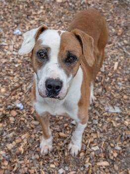 Mixed Breed Dogs Available for Adoption in Chamblee, Georgia - Huntsmith | PetCurious