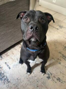 Toby -  Pit Bull Terrier and Mixed Breed Dog for Adoption in Atlanta, Georgia - Toby | PetCurious