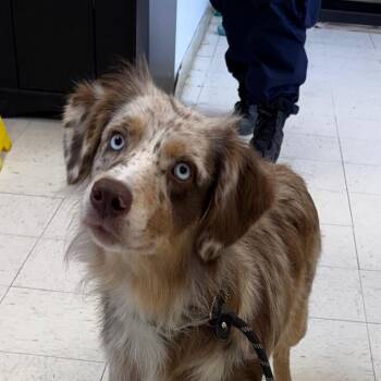 Australian Shepherd Dogs Available for Adoption in Mount Vernon, Arkansas - Fiona | PetCurious