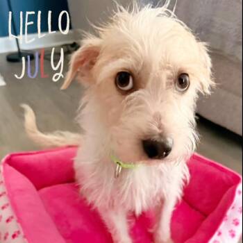 Tillie -  Cairn Terrier Dog for Adoption in Lutz, Florida - Tillie | PetCurious