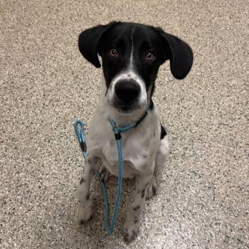 Edmund (Eddie) -  Hound and Black Labrador Retriever Dog for Adoption in Cedar Rapids, Iowa - Edmund (Eddie) | PetCurious