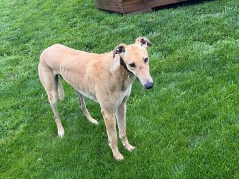 Tater Tot -  Greyhound Dog for Adoption in Livonia, Michigan - Tater Tot | PetCurious