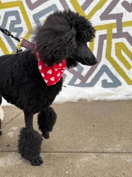 Poodle Dogs Available for Adoption - Claudette-BONDED PAIR | PetCurious