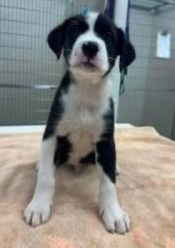 Ezra -  Australian Shepherd and Mixed Breed Dog for Adoption in Kansas City, Missouri - Ezra | PetCurious