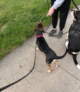 Labrador Retriever Dogs Available for Adoption in Millcreek, Utah - Betty | PetCurious
