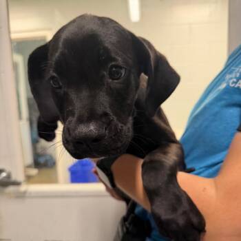 Suzuki -  Mixed Breed Dog for Adoption - Suzuki | PetCurious