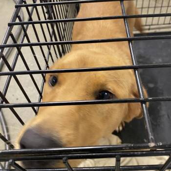 Kisha -  Labrador Retriever Dog for Adoption in Harrisonburg, Virginia - Kisha | PetCurious
