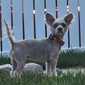 Rescue Chinese Crested Dog Dogs for Adoption in Bertram, Iowa - Mindy | PetCurious