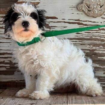 Oliver -  Shih Tzu and Poodle Dog for Adoption in Carrollton, Texas - Oliver | PetCurious