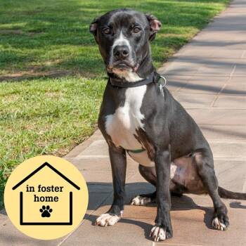 Rescue Pit Bull Terrier and Mixed Breed Dogs for Adoption in St. Louis, Missouri - PEPPEA | PetCurious