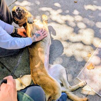 Cinnamon -  Belgian Shepherd Malinois Dog for Adoption in Oakland, California - Cinnamon | PetCurious