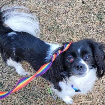 Cavalier King Charles Spaniel and Mixed Breed Dogs Available for Adoption - Titania  26017 (Lacey) | PetCurious
