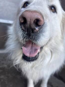 Great Pyrenees and Mixed Breed Dogs Available for Adoption - COTTON | PetCurious