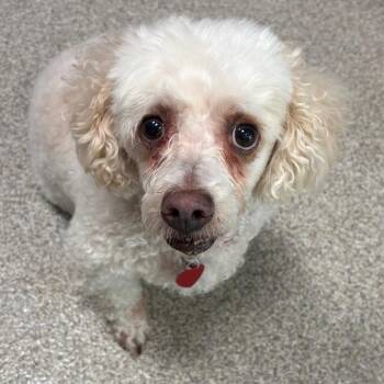 Maltese Dogs Available for Adoption in Englewood, Florida - Lulu | PetCurious