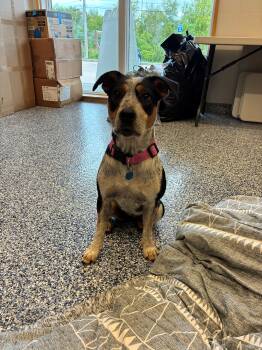 Rescue Australian Cattle Dog Blue Heeler and Jack Russell Terrier Dogs for Adoption in Westerly, Rhode Island - Millie - I Got My Eye On You | PetCurious
