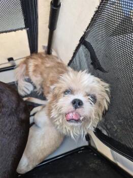 NADINE -  Shih Tzu Dog for Adoption in San Antonio, Texas - NADINE | PetCurious