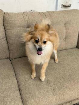Bear -  Pomeranian and Chihuahua Dog for Adoption in Westwood, New Jersey - Bear | PetCurious
