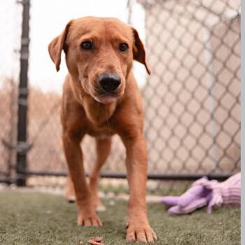 Terrier Dogs Available for Adoption - Levi | PetCurious