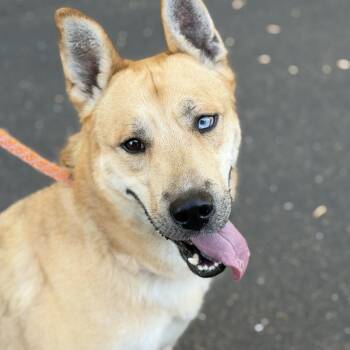 Rescue German Shepherd Dog and Siberian Husky Dogs for Adoption in Roseville, California - Woody | PetCurious