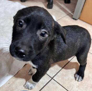 Cattle Dog and Hound Dogs Available for Adoption - Boots | PetCurious