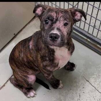 Pit Bull Terrier and Mixed Breed Dogs Available for Adoption in Buffalo, Minnesota - Lola | PetCurious
