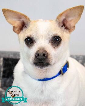 Chewy -  Chihuahua Dog for Adoption in Kennesaw, Georgia - Chewy | PetCurious