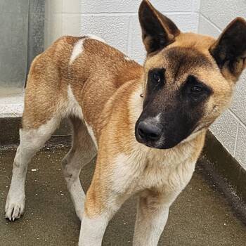 Rescue Akita Dogs for Adoption in Harrisonburg, Virginia - Pharaoh | PetCurious