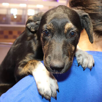 Rescue Mixed Breed Dogs for Adoption in Port Washington, New York - Autumn | PetCurious