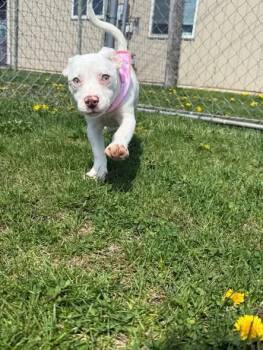 Chihuahua and Mixed Breed Dogs Available for Adoption in Rensselaer, Indiana - Dot | PetCurious