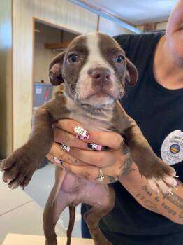 Bubblegum Blast -  Pit Bull Terrier and Mixed Breed Dog for Adoption in Hillsboro, Ohio - Bubblegum Blast | PetCurious