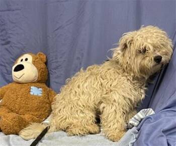 Poodle Dogs Available for Adoption in Pacifica, California - Lamb | PetCurious