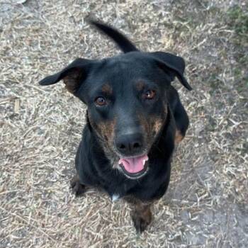 Chihuahua and Terrier Dogs Available for Adoption in Harlingen, Texas - Bean | PetCurious